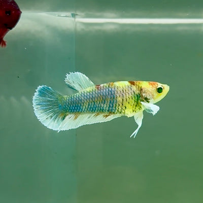 Plakat Dumbo Koi Multicolor Green Eye Female Betta #M120