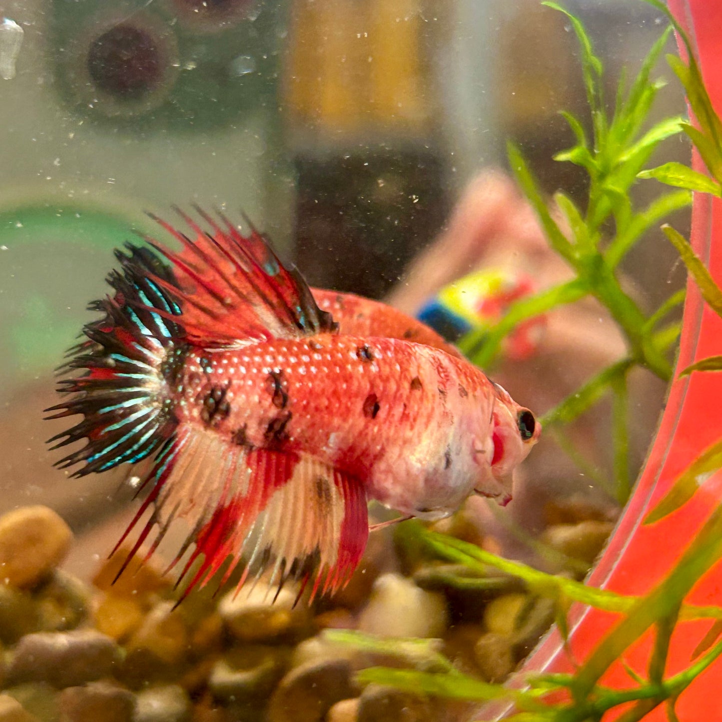 Koi Red Halfmoon Crowntail - Female Betta 084