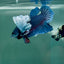 Dumbo Big Ear Blue Plakat - Male Betta #Au53