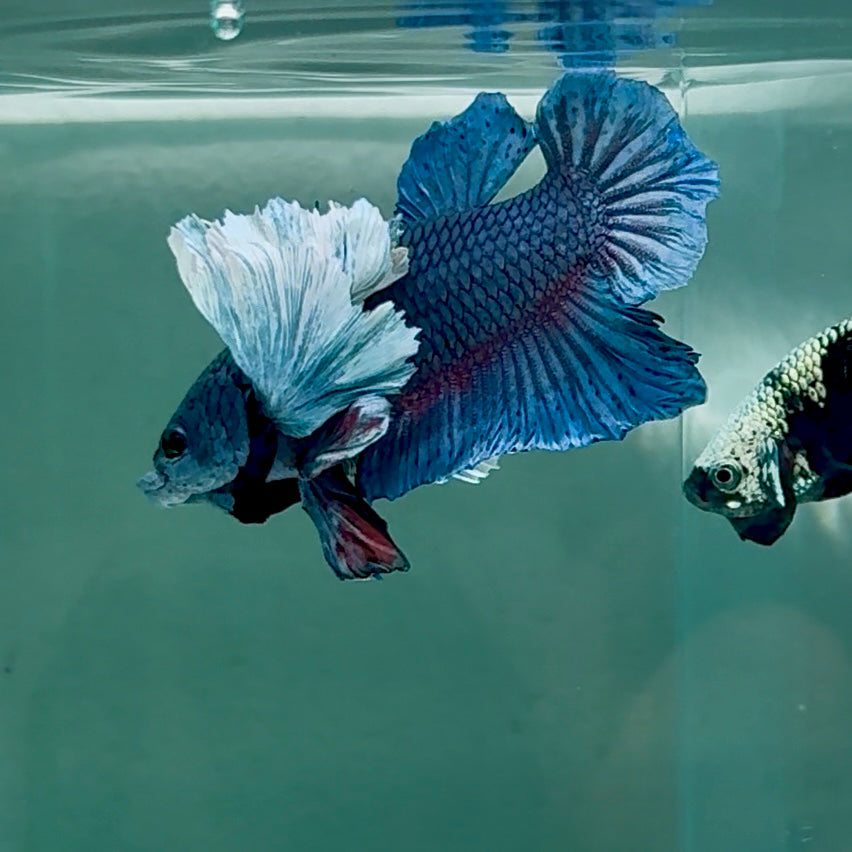 Dumbo Big Ear Blue Plakat - Male Betta #Au53