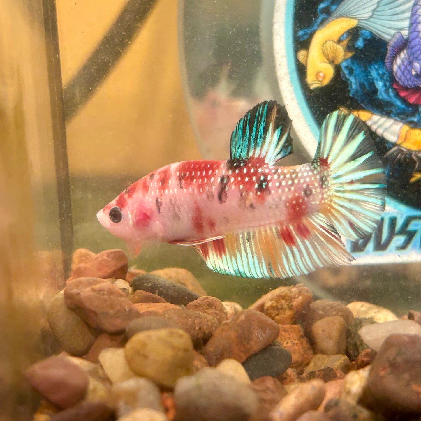 Multicolor Koi Metallic Plakat - 052