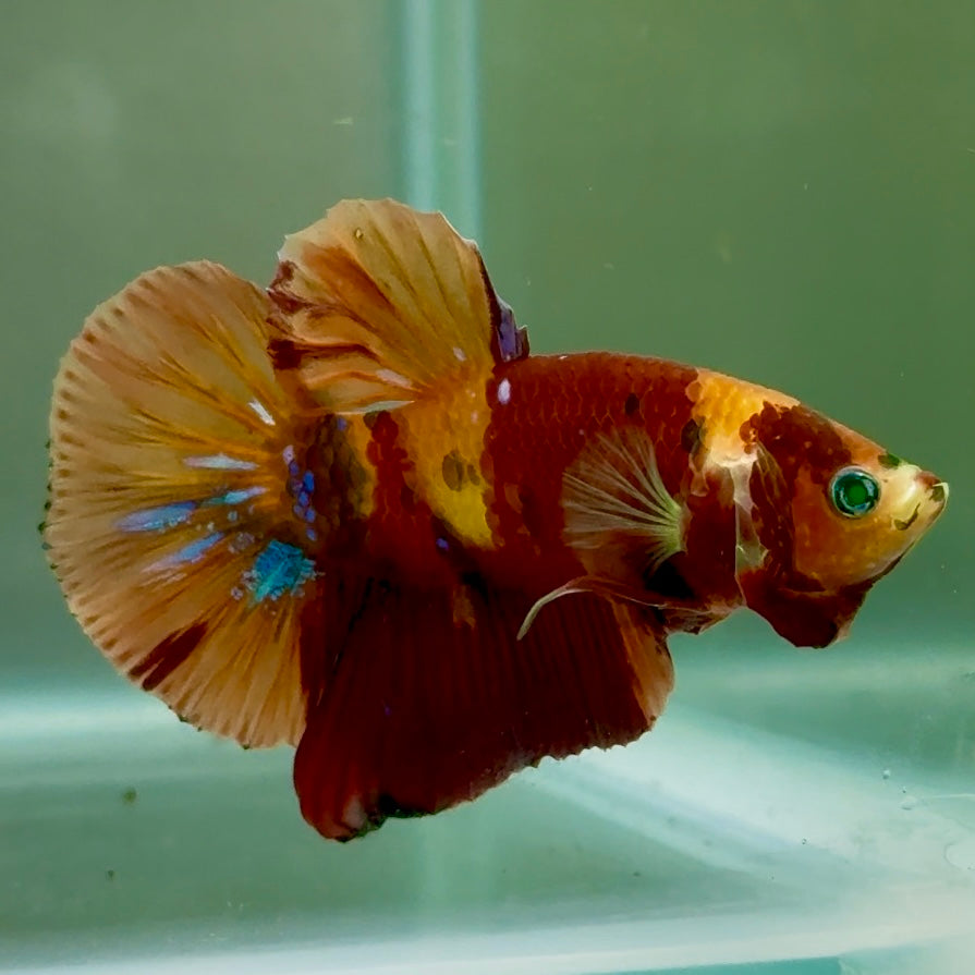 Plakat Nemo Green Eye Male Betta #Jul18