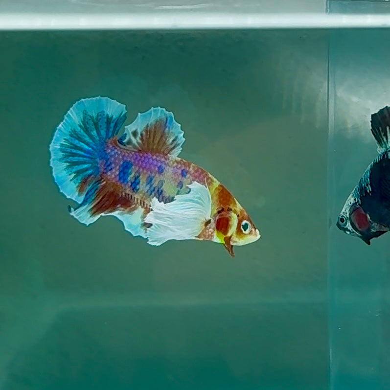 Plakat Dumbo Koi Multicolor Green Eye - Male Betta #Au55