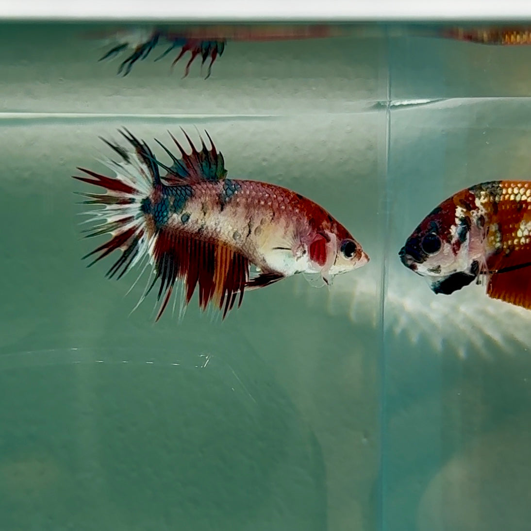 Crowtail Koi Multicolor Female Betta #Au16