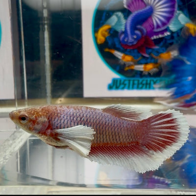 Dumbo Lavender Halfmoon - Female betta M44