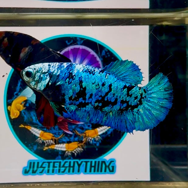 Avatar Blackblue Whitemask Plakat - Female betta M33