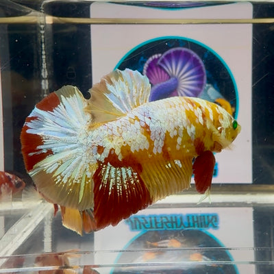 Nemo Classic green eye white scales - Male Betta M53