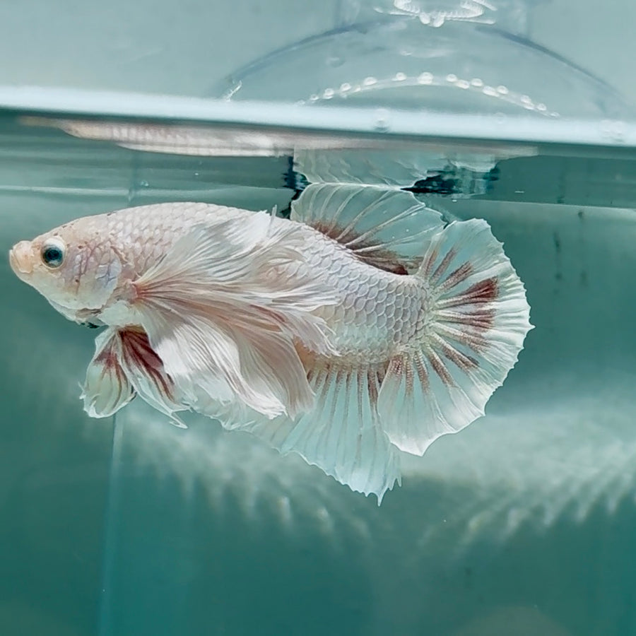 Dumbo Big Ear White Plakat - Male Betta #Au52