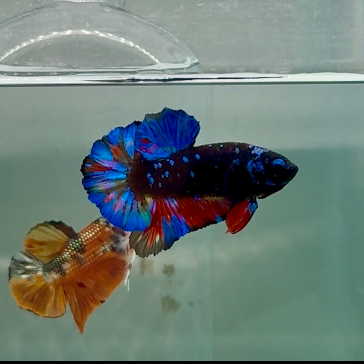 Plakat Avatar Galaxy Male Betta #Au21