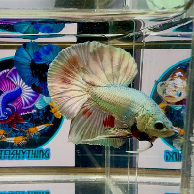 Super Copper Vandar Plakat - Male Betta M22