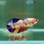 Plakat Koi Multicolor Giant Female Betta #Ju08