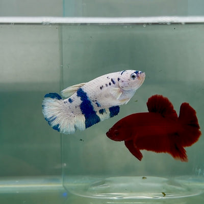 Plakat Marble Dot Female Betta #M127