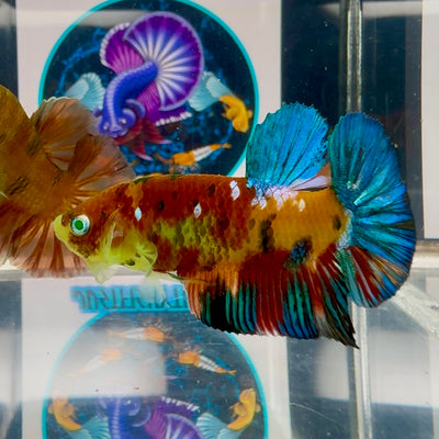 Koi Multicolor green eye- Male Betta M58