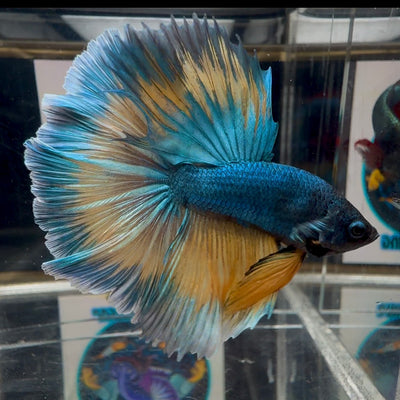Blue Gas Highgrade A68 Halfmoon - Male Betta