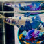 Marble Dot Plakat - Female betta M39