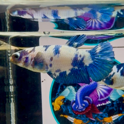 Marble Dot Plakat - Female betta M39