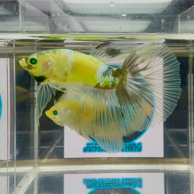 Koi Yellow Halfmoon green eye- Male Betta M29