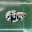 Plakat Marble Dot Male Betta #Au46