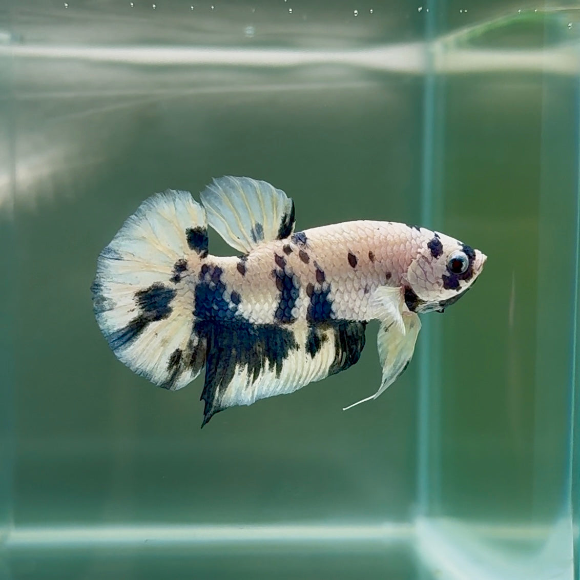 Plakat Marble Dot Male Betta #Au46