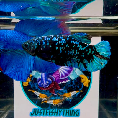 Avatar Blackblue Plakat - Female betta M08