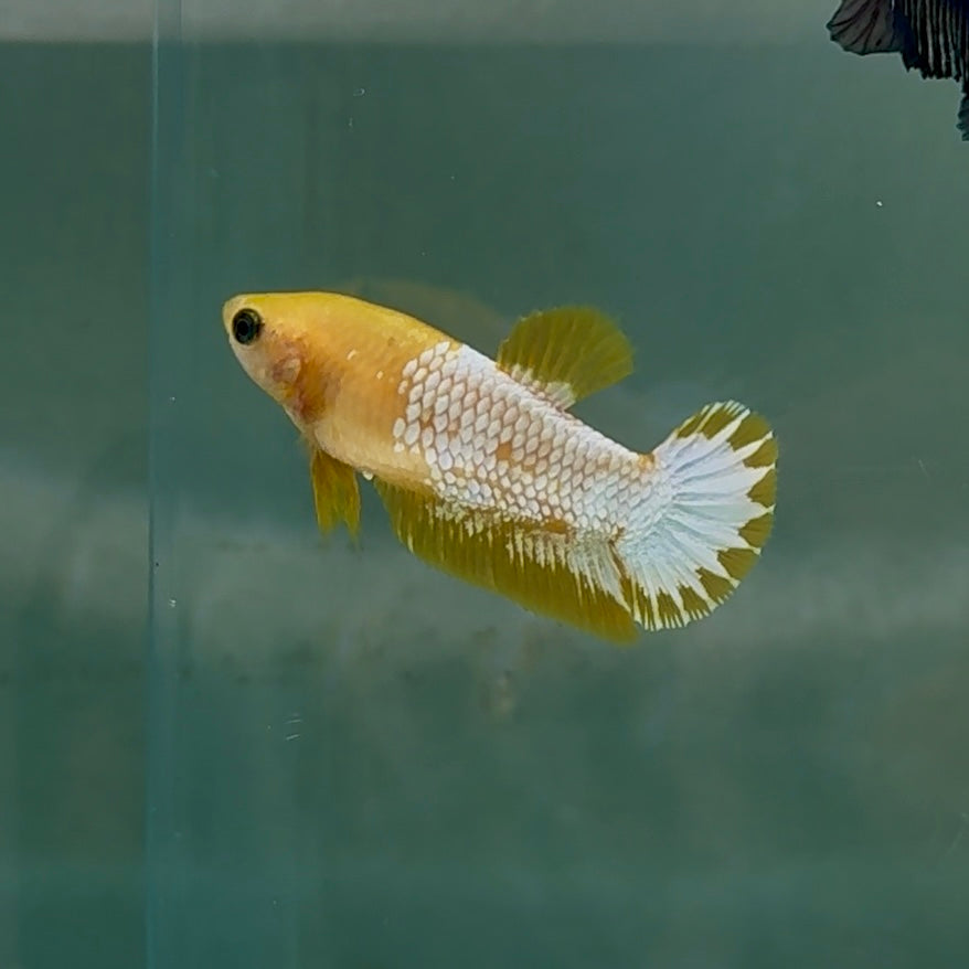 Plakat Yellow Fancy Copper Female Betta #Au60