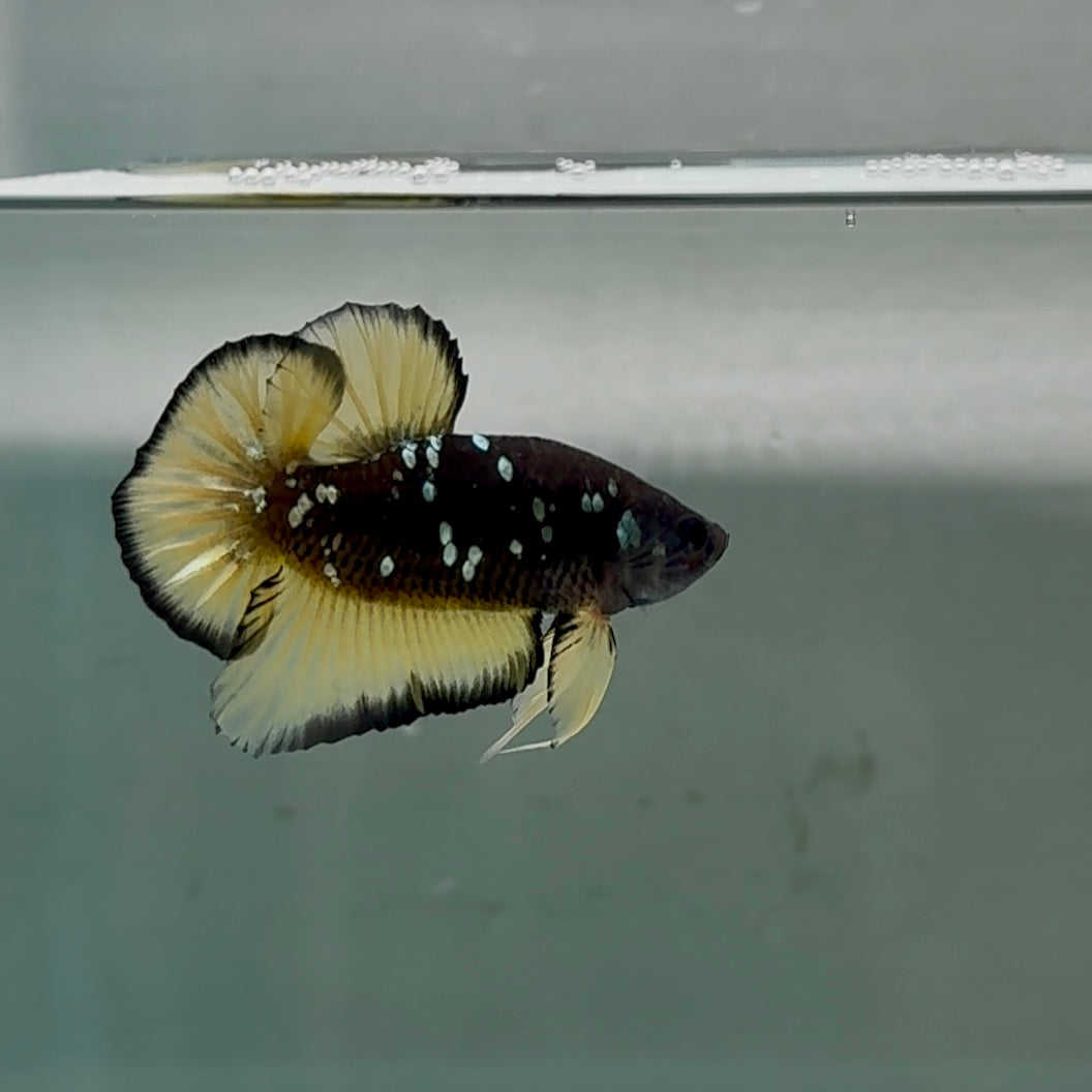 Plakat Black Yellow Galaxy Male Betta #Se18