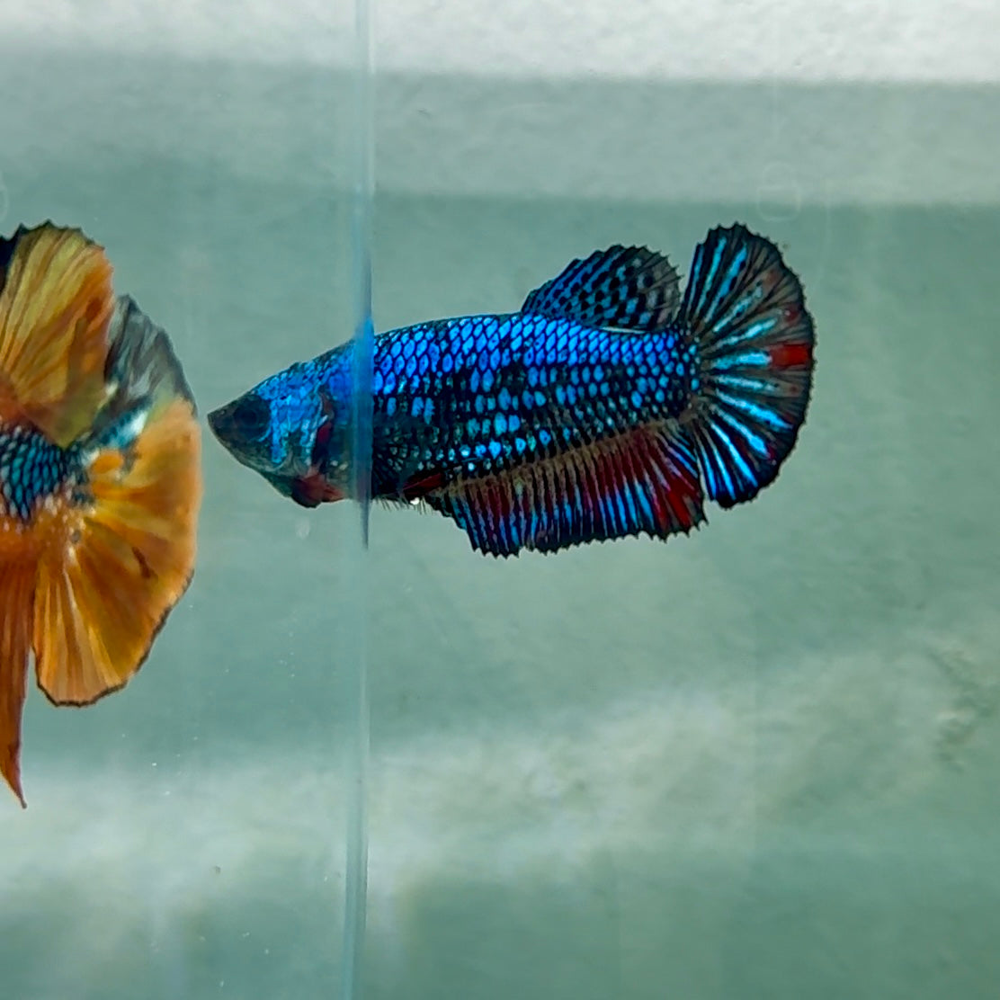Plakat Alien Samurai Female Betta #Au30