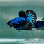 Plakat Blue Samurai Male Betta #Au62