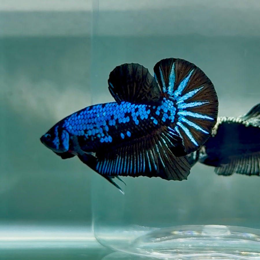 Plakat Blue Samurai Male Betta #Au62