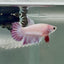 Crowtail Pink Pastel Female Betta #Au48