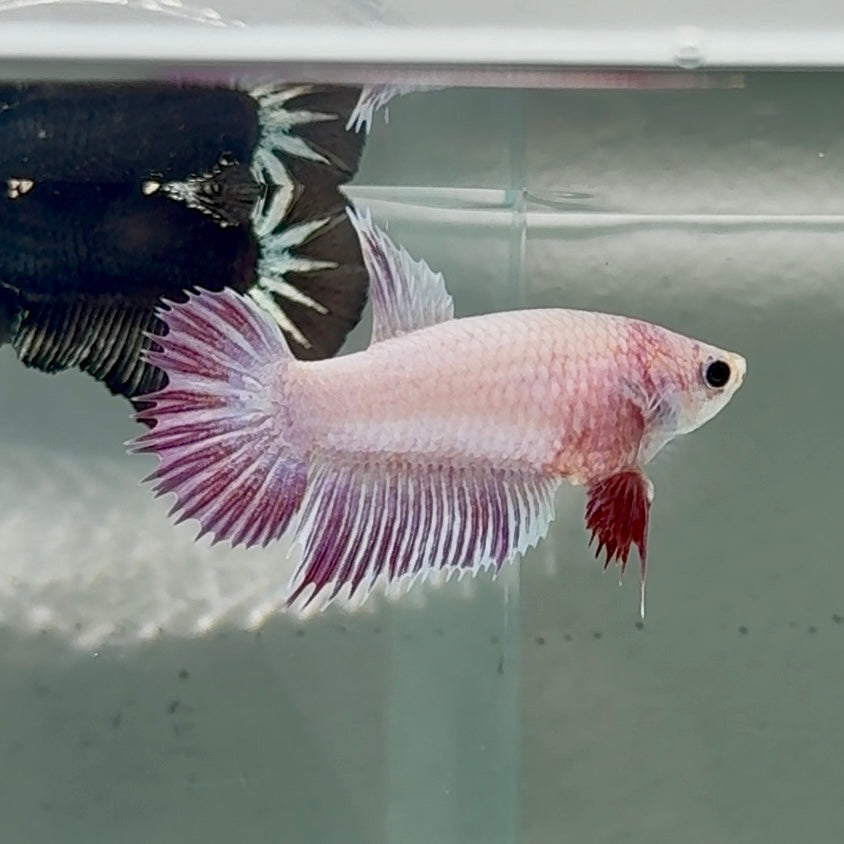 Crowtail Pink Pastel Female Betta #Au48