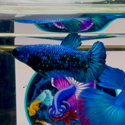 Avatar Blackblue Plakat - Female betta M10