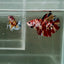[Rare] Giant Nemo S70 Plakat - Male Betta