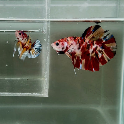 [Rare] Giant Nemo S70 Plakat - Male Betta