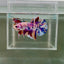 [Rare] Young Giant White Candy S71 Plakat - Male Betta