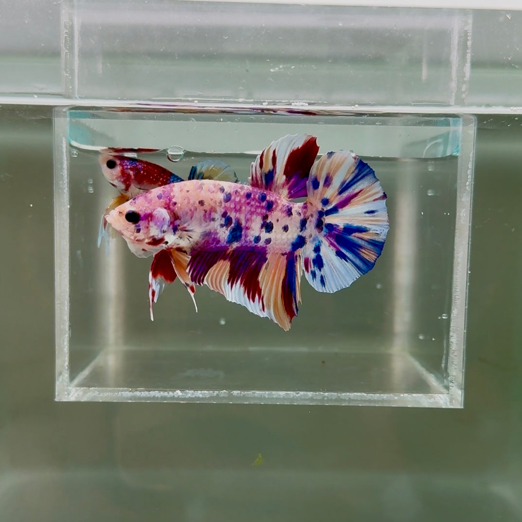 [Rare] Young Giant White Candy S71 Plakat - Male Betta