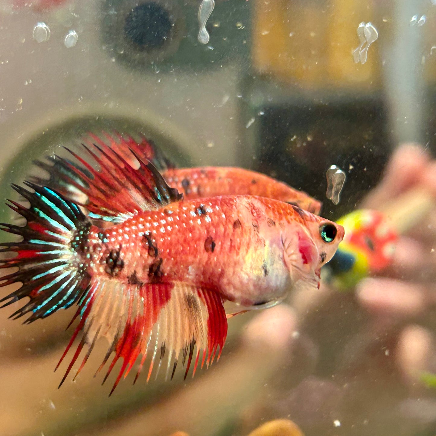 Koi Red Halfmoon Crowntail - Female Betta 084