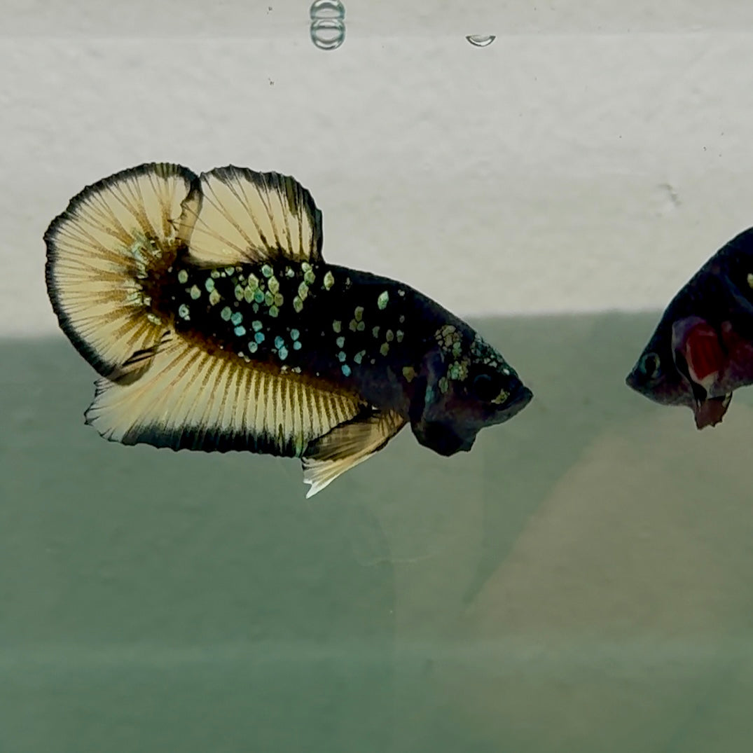 Plakat Black Yellow Galaxy Male Betta #Se23