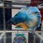 Blue Gas Highgrade A68 Halfmoon - Male Betta