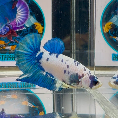 Marble Dot Plakat - Male Betta M27