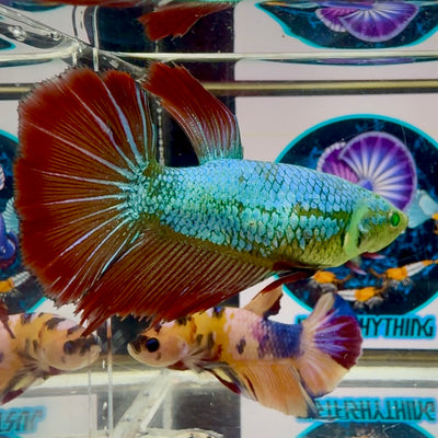 Vampire Hulk Queen Halfmoon (BO6cm)- Female betta M56
