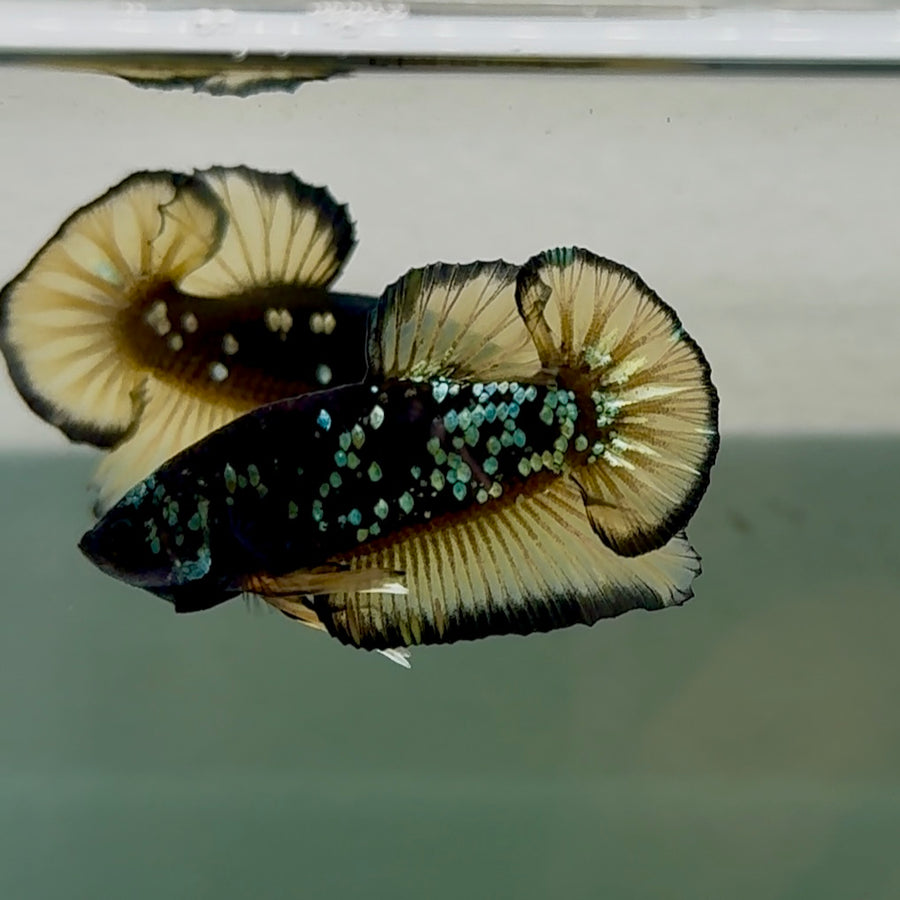 Plakat Black Yellow Galaxy Male Betta #Se23