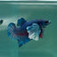 Dumbo Big Ear Blue Plakat - Male Betta #Au53