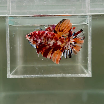 [Rare] Young Giant Nemo S48 Plakat - Male Betta