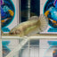 Super Copper Plakat - Female betta M25