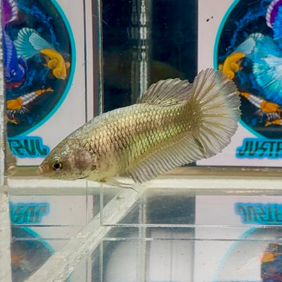 Super Copper Plakat - Female betta M25