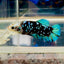 Avatar Blackblue Cello mask Plakat - Female betta M11