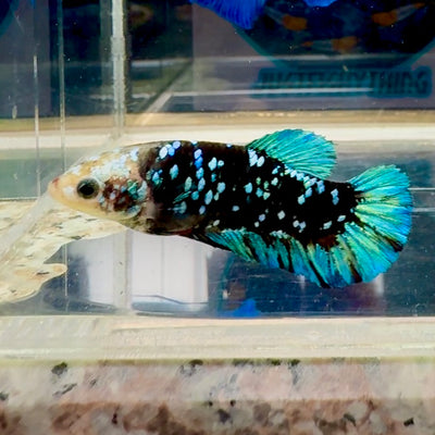 Avatar Blackblue Cello mask Plakat - Female betta M11