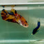 Plakat Koi Multicolor Giant Female Betta #Jul06
