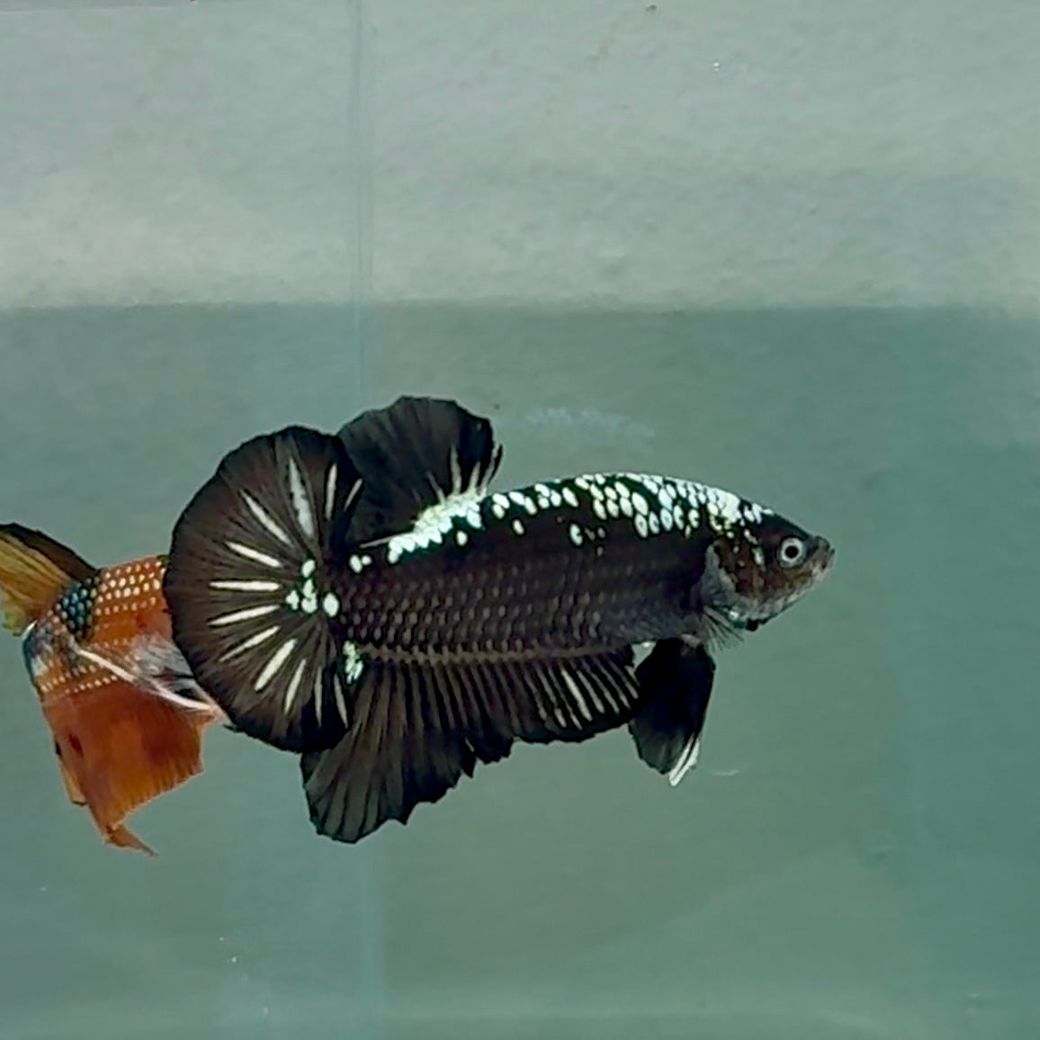 Plakat Black Samurai Male Betta #Au06
